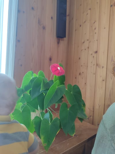 The image depicts a plant with large green leaves and a single red flower, likely an Anthurium, sitting on a wooden surface. A portion of a child wearing a yellow and gray striped shirt is visible on the left side of the image, and a light green object is on the right side. The background consists of light brown wooden paneling with a dark rectangular object mounted on the wall. The location in Malaya Purga, Russia, cannot be confirmed based on the image content alone.