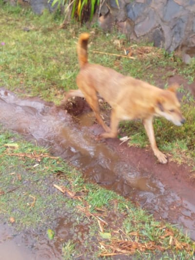 An outdoor image captures a medium-sized, light brown or tan-colored dog in motion, stepping through a muddy, watery ditch or path. The dog is positioned towards the center-right of the frame, with its body blurred due to movement, suggesting it is actively walking or running. Its tail is visible, curled upwards. One front paw is clearly placed on the muddy bank, while its other limbs are in motion near or within the murky water.

The setting is a grassy area with a prominent muddy channel running diagonally across the lower half of the image from left to right. This channel is filled with brown, opaque water, indicating a significant amount of mud, possibly from recent rain. Ripples are visible on the water's surface, suggesting ongoing movement within the water or perhaps light rain. The grassy areas flanking the muddy path are vibrant green, but also appear wet and contain scattered debris like small twigs and leaves.

In the upper background, beyond the grassy patch, there is a dark stone wall or rock formation. Above and slightly behind this wall, some lush green foliage is visible. The lighting suggests it is daytime, though direct sunlight is not apparent, hinting at an overcast sky or diffused light, consistent with recent rain. The overall scene conveys a natural or semi-natural environment, possibly a park, backyard, or rural area. The image quality is somewhat soft and blurry, particularly the moving dog, which adds to the sense of action and immediacy. There is no visible text in the image.