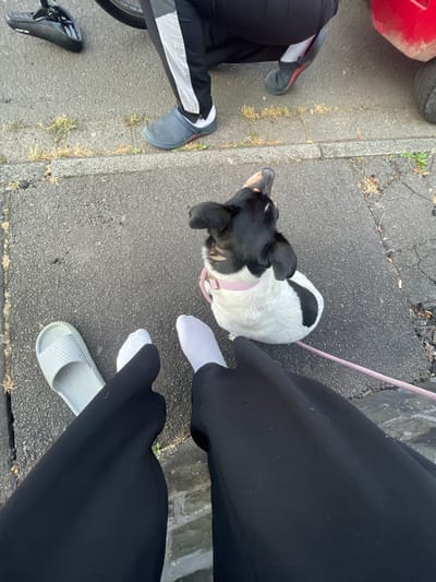 The image shows a close-up view of a person's legs and feet, a small black and white dog, and portions of two other people's legs and feet. The scene appears to be outdoors on a paved surface, possibly a sidewalk or street, with some sparse vegetation along the edge.
The foreground features the person's legs clad in black pants. On the left, a white slide sandal is visible, and on the right, a white sock is worn. The person's left foot is slightly bent, and the right foot is also bent.
The dog, a small breed with black and white markings, is positioned in the mid-ground, facing away from the camera and looking upwards. It is wearing a light pink collar and a pink leash extends from it towards the lower right of the frame, suggesting it is attached to someone.
In the background, portions of two other individuals' legs and feet are visible. One person on the left is wearing black pants with a white stripe down the side and a grey Croc-style shoe. The other person on the right is wearing black pants and a dark shoe with a red accent. A small portion of a red object, possibly a vehicle, is visible at the top right. A bicycle seat and part of a wheel are also visible on the left side of the image.
The ground is asphalt or concrete, with cracks and some small stones and dry vegetation. The lighting suggests it is daytime, with soft shadows. The image is taken from a high angle, looking down. The specific location in the city of Wiehl, Germany cannot be determined from the visual information alone.