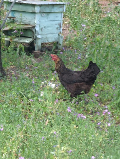 The image shows a chicken in a grassy area with scattered purple flowers. To the left, there is a light blue wooden structure that appears to be a beehive. The overall environment suggests an outdoor rural setting. The chicken is a dark brown and black hen, facing towards the right side of the frame. Its head is visible, with a red comb and wattle. The beehive is weathered and shows signs of age, with peeling paint. The ground is covered in green grass and numerous small purple flowers. The background is blurred, indicating a shallow depth of field or motion blur. The scene is likely located in Kozare, Bulgaria, given the context provided.