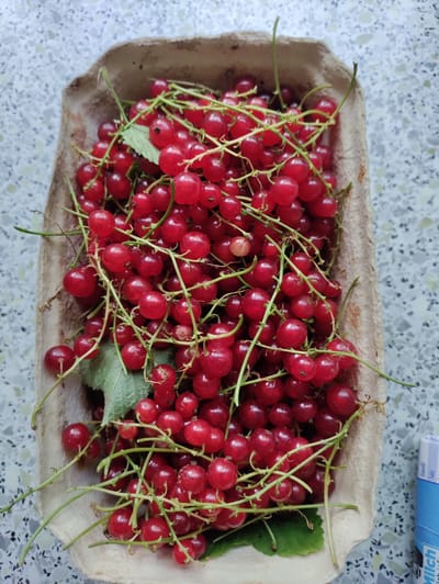 A close-up, top-down shot shows a cardboard tray filled with ripe red currants. The currants are clustered together on thin green stems, with a few green leaves interspersed among the berries. The tray itself is made of molded pulp and appears slightly worn. The background is a speckled, light-colored surface. To the right of the tray, a portion of a blue and white cardboard tube is visible, with some German text that reads "Milch," "Einweiß," and "Salz." The lighting suggests it is daytime. The overall scene is a still life of fresh produce.