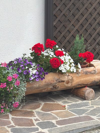 In Sauris / Zahre, Italy, a rustic wooden planter, carved from a single log, holds a vibrant collection of flowers. Red geraniums and white petunias bloom in abundance, their colors contrasting with the deep purple clusters of smaller flowers and delicate pink blossoms cascading from the planter's edge. A small evergreen tree stands to the right of the flowers. The planter rests on a stone-paved area, with a textured white wall and a wooden lattice fence forming the backdrop. A dark vertical pipe is visible against the white wall. The scene depicts a charming outdoor floral display.