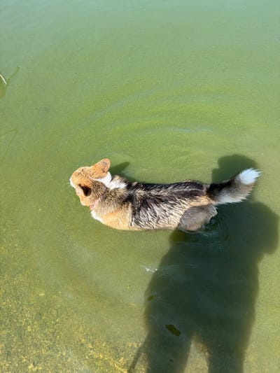 In Muhr am See, Germany, a tricolored corgi is swimming in the green, somewhat murky waters of a lake. The dog is positioned centrally in the frame, facing left, with its body partially submerged. Ripples are visible on the surface of the water, radiating outwards from the dog's movement. The bottom of the lake is visible in some areas, revealing scattered stones and aquatic vegetation. A dark shadow, presumably of the photographer, is cast on the water to the right of the dog.