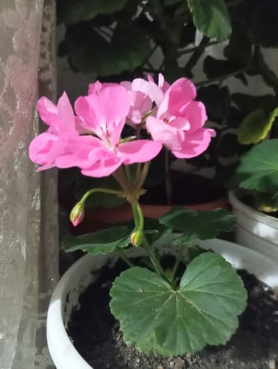 The image shows a close-up view of a potted pink geranium. The plant is in a white plastic pot with dark soil. There are several open pink flowers and two buds. The leaves are green and somewhat fuzzy. To the left of the plant, a white lace curtain is visible. The background consists of dark green foliage and the side of another white pot. The scene appears to be indoors, possibly on a windowsill, given the presence of the curtain and the controlled environment of a potted plant. The image is taken with a handheld camera, resulting in some blur and a slightly grainy texture. The lighting is dim, suggesting it might be evening or a poorly lit room. There is no indication of the specific location within the city of Ак-Жар, Kyrgyzstan, as the image only contains domestic elements.