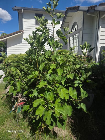 An outdoor, eye-level shot captures a vibrant, lush fig tree with abundant green leaves and developing figs in the foreground. The tree is situated in front of a modern, white-sided house with dark trim around windows and roofline. A distinct arched window is visible on the house's facade. The environment is sunny with a bright blue sky and scattered white clouds. To the left of the fig tree, a small, colorful garden ornament resembling a hummingbird or butterfly is planted in the grass. The ground is covered in green grass and some dry, dead grass. In the lower left corner, the text "Galaxy S25+" is imprinted on the image, indicating it was taken with that device. The scene appears to be a residential backyard in the city of Antelope, United States.