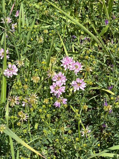 The image captures a detailed close-up of a dense patch of wild vegetation in Saguramo, Georgia, under direct sunlight. The scene is dominated by numerous clusters of pinkish-purple flowers, consistent with *Coronilla varia* (Crown Vetch), presenting in various stages of bloom across the frame. These flowers are characterized by their rounded, umbrella-like heads composed of multiple small florets. Scattered among the prominent pinkish-purple blossoms are smaller, darker violet or purple flowers and a few minute yellow flowers. The background and foreground are filled with a mixture of green foliage, including broad, linear grass blades and the finer, compound leaves typical of legume plants. No human subjects, animals, or man-made objects are present in the image. The lighting indicates a bright, sunny day, with clear illumination on the plants.