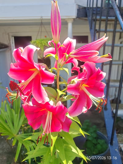 A cluster of bright pink lilies is in full bloom, with some buds still closed. The lilies are in the foreground, with their vibrant petals and dark red stamens prominently displayed. Behind them, a building with a white facade and a black metal staircase can be seen. Green foliage, possibly from a palm plant, is to the left, and a potted plant with green leaves is to the right. The scene is bathed in bright sunlight, casting shadows and highlighting the textures of the flowers and surrounding objects. A timestamp in the bottom right corner reads "10/07/2026 13:16". The image appears to be taken in a residential outdoor setting.
