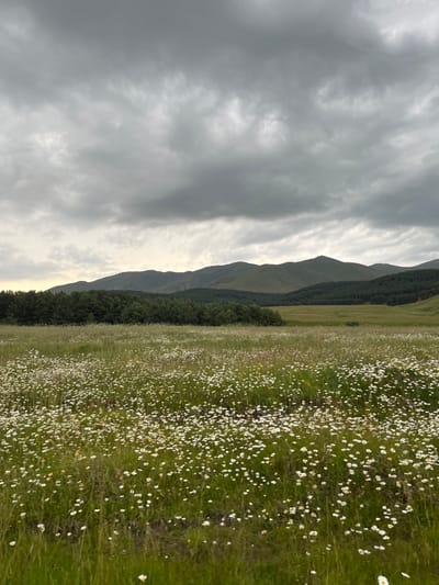 This is an exterior forensic image depicting a wide, natural landscape in Akhalsheni, Georgia, under an overcast sky. The foreground is dominated by an expansive field of green grass, densely interspersed with numerous small white flowers resembling daisies or chamomile. The midground features a prominent, dark green, horizontal band of coniferous trees, forming a natural boundary. Beyond the trees, the background reveals a series of large, undulating mountains, primarily covered in green vegetation, stretching across the horizon. The sky above is completely filled with thick, grey, stratiform clouds, indicating an overcast or heavily cloudy condition. No human figures, animals, or man-made structures are visible within the frame. The scene presents a natural, undisturbed environment.