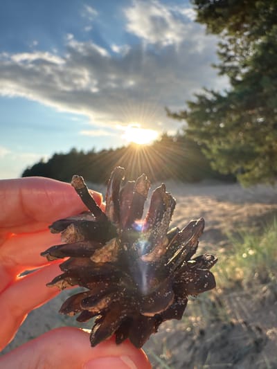 A close-up shot captures a hand holding a pinecone against a backdrop of a sunset. The sun is low on the horizon, casting golden rays through scattered clouds and silhouetting a line of trees in the distance. The pinecone, dark brown and textured, is speckled with light-colored debris. The hand, appearing to be a human hand, is positioned in the lower left of the frame, gently supporting the pinecone. The environment suggests a natural setting, possibly a beach or sandy area, with dry grass and sand visible in the foreground and background. The lighting indicates late afternoon or early evening. The overall impression is one of a serene, natural moment captured at sunset.