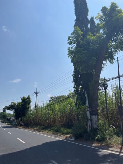 This is a roadside scene in Purworejo, Indonesia, under a clear blue sky with scattered white clouds. A paved road runs from the left to the right of the frame, with a white line marking the center and a white line delineating the right edge. The road surface is dark asphalt with tire marks visible. To the right of the road, a dense growth of tall, green, reed-like plants, possibly sugarcane, lines the edge. Behind these plants, a very tall, mature tree with dark bark and lush green foliage dominates the right side of the image. The tree's trunk is thick and textured. Electrical wires are strung across the scene, supported by utility poles and running near the tree. In the distance on the left, a few buildings and more trees are visible along the side of the road. The overall impression is of a rural or semi-rural roadside environment.