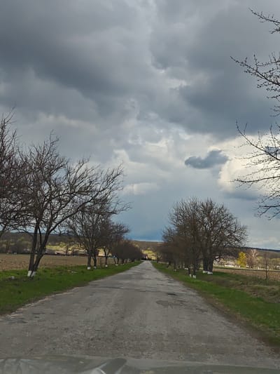 A straight, gray asphalt road extends into the distance under a cloudy, overcast sky. The road surface shows signs of wear and tear with patches and cracks. Rows of bare trees line both sides of the road, their trunks painted white at the base. To the left and right of the trees are fields with sparse green vegetation. In the distance, there is a glimpse of buildings and a rolling, wooded landscape under the break in the clouds. This image depicts a rural road within the city of Chervone, Ukraine.