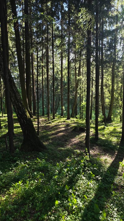 This is a vertical, medium-wide shot of a sunlit coniferous forest in Rassudovo, Russia. The foreground is dense with green undergrowth and small plants, some of which are illuminated by sunbeams. The middle ground is a dirt path winding through the trees, dappled with sunlight and shadow. Numerous tall, slender pine trees dominate the scene, their dark trunks rising vertically and their branches creating a canopy overhead. Sunlight filters through the leaves, casting long, striped shadows across the forest floor. The overall atmosphere is tranquil and natural. There are no people or animals visible in the image.