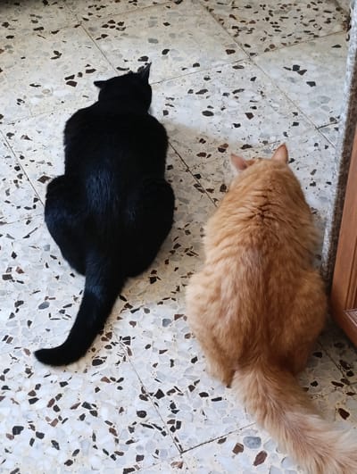 Two cats, one black and one orange, are lying on a terrazzo floor. The black cat is on the left, and the orange cat is on the right. The cats are facing away from the camera. The floor is made of white tiles with black, brown, and grey flecks. There is a wooden door frame visible on the right side of the image. The image is taken from a high angle. The location is not specified.