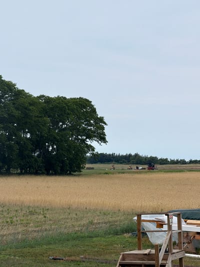 This image depicts a rural scene in Mattituck, United States of America, with a focus on agricultural activity. The primary subject is a large field of golden crops, likely wheat or barley, stretching across the frame. To the left, a dense green tree dominates the foreground, its foliage thick and lush, suggesting a natural setting.
In the distance, along the edge of the field and behind a line of trees, a red tractor is visible, hinting at ongoing farming operations. Several smaller white objects, possibly irrigation equipment or other farm machinery, are also scattered in the field. The sky is overcast, with a pale, diffused light, indicating either an early morning, late afternoon, or a cloudy day.
To the far right of the image, a wooden structure is partially visible. It appears to be a rustic, possibly unfinished, wooden platform or frame, with some rolled white material and other wooden planks stacked nearby, suggesting materials for construction or storage. A small red and white sign is attached to the wooden structure.
The overall impression is one of a working farm during harvest season or preparation for it. The muted colors and overcast sky create a serene, perhaps slightly subdued, atmosphere. There are no people clearly visible in the frame, emphasizing the focus on the landscape and the machinery.