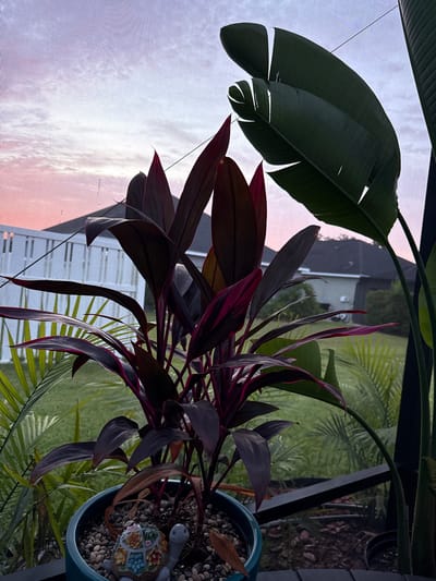 This is a vertical, eye-level, outdoor, medium shot of a potted plant with dark red and green leaves, possibly a Ti plant, and a bird of paradise plant with large dark green leaves. The plants are in the foreground, with a turquoise pot containing small rocks and a decorative turtle figurine at the bottom left. In the background, there is a white vinyl fence, houses, and a lush green lawn. The sky is a soft gradient of pink and pale blue, indicating either dawn or dusk. The image appears to be taken from a screened-in porch or patio, as suggested by the subtle mesh pattern overlaying the scene. There are no people or animals visible, and no explicit action is taking place. The overall atmosphere is tranquil and serene. The scene is likely located in a residential area in Parrish, United States, given the suburban setting.