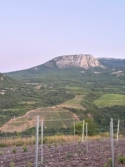 The image shows a mountainous landscape in Lazurnoe, Ukraine, with terraced vineyards in the middle ground and a rocky foreground where young plants are being cultivated. In the distance, a large, rugged mountain dominates the horizon under a clear, pale sky. The slopes are covered with dense green vegetation, interspersed with scattered buildings and the distinct patterns of vineyards. Metal posts and wires are visible in the foreground, suggesting agricultural infrastructure. The lighting indicates it may be dawn or dusk.