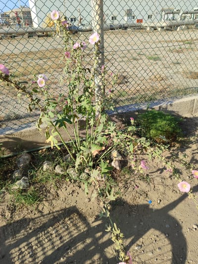 The image shows a close-up view of a flowering plant with pink and light purple blossoms, growing near a chain-link fence. The plant has large, lobed leaves and its stems are thin and somewhat woody. Some of the flowers are fully bloomed, while others are still in bud or have wilted. The foreground is a patch of dry, sandy soil with scattered pebbles and some dry grass. The background reveals a industrial-looking setting with large pipes and structures visible behind the fence. The fence itself is a standard diamond-pattern chain-link fence, with a concrete curb running along its base in some areas. The lighting suggests it is daytime, with strong shadows cast across the ground, indicating either morning or late afternoon sun. The scene appears to be outdoors in a somewhat arid environment, possibly a service area or the perimeter of an industrial facility. There is no visible text in the image. The overall impression is a contrast between the delicate beauty of the flowers and the harshness of the industrial surroundings.