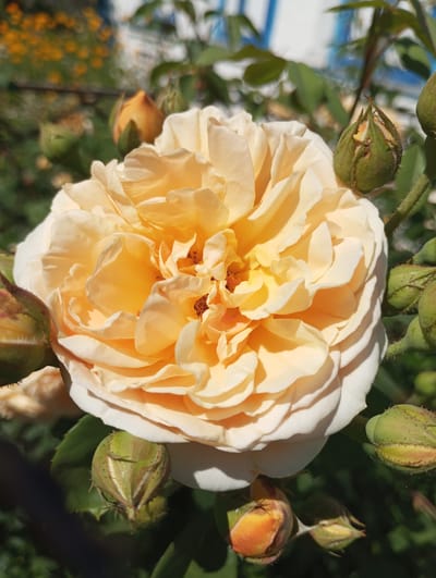 The image features a close-up, eye-level shot of a peach-colored rose in full bloom, set against a slightly blurred background of greenery and hints of a blue and white structure. The rose is the central subject, its numerous petals creating a soft, layered effect. Several rosebuds, in various stages of development from green to tinged with orange, are visible surrounding the main flower, some appearing thorny.
The lighting suggests it is daytime, with sunlight casting distinct shadows on the petals and highlighting their delicate texture. The background bokeh effect, with out-of-focus circles of light, indicates a shallow depth of field, common in macro photography and likely achieved in a garden setting. The overall mood is serene and natural. The visible elements like the rose and buds suggest a blooming garden. Given the location context of Voznesenske, Ukraine, this scene likely depicts a garden in a temperate climate during the warmer months when roses are in bloom. No people or text are visible in the image.