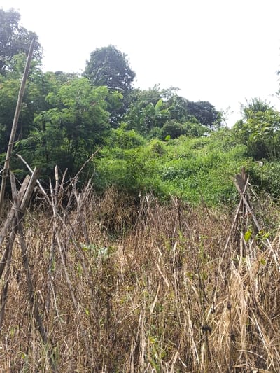 A hillside scene features dense vegetation. Lush green trees and plants cover the upper portion, contrasting with the lower area dominated by tall, dry grasses and stalks. Crude, wooden structures or fences are irregularly placed among the dry vegetation. The overall impression is of a wild, untamed landscape.