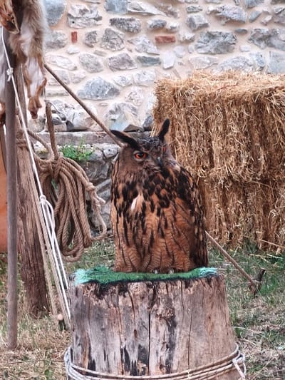 In Bojano, Italy, a large Eurasian Eagle-Owl, identified by its prominent ear tufts and orange eyes, is perched on a weathered wooden stump. The owl is positioned centrally in the frame, facing slightly to its left. Its plumage is a mix of brown, black, and white, with intricate feather patterns. The stump itself is rough and textured, with a green mat laid on its surface beneath the owl.
Behind the owl, a large bale of straw stands prominently, its dry, golden strands filling the background. To the left of the owl, thick ropes are bundled and tied, hanging from a wooden post. A part of a light-colored fabric or animal hide is visible hanging from the upper left corner of the image, partially obscuring a stone wall. This stone wall, constructed from various sized grey and beige stones, forms the backdrop to the entire scene. The ground around the stump is covered in dry grass and some small green vegetation. The lighting suggests it is daytime, with natural light illuminating the subjects. The overall impression is of an outdoor setting, possibly a rustic or historical display.