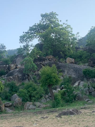 This image depicts a natural landscape featuring a rocky hill covered with dense vegetation and trees, under a clear sky. The terrain is uneven, with large boulders and rocks scattered across the hillside, interspersed with various green plants and trees of different sizes. The foliage is lush and varied, suggesting a tropical or subtropical environment. The ground in the foreground appears to be dry and sparsely covered with grass and soil. There are no visible structures, people, or animals in the image. The overall scene conveys a sense of wilderness and natural beauty. This landscape is consistent with the topography found in and around Reak, Nigeria, which is characterized by undulating terrain and rocky outcrops.