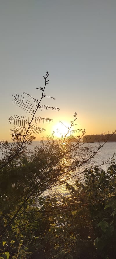 A vertical, close-up shot captures a silhouetted branch with feathery leaves in the foreground, positioned against a serene sunset over the ocean. The sun, a bright orange orb, dips towards the horizon, casting a golden shimmer across the water. The distant shoreline, dotted with trees, is visible as a dark silhouette. The sky transitions from a pale blue at the top to a warm yellow-orange near the horizon. The foreground branch, with its delicate structure, creates a stark contrast against the vibrant sunset and tranquil water. The image appears to be taken from a vantage point overlooking the sea, likely in a coastal area. The specific location in Crakmong, Indonesia, is not discernible from the image itself.