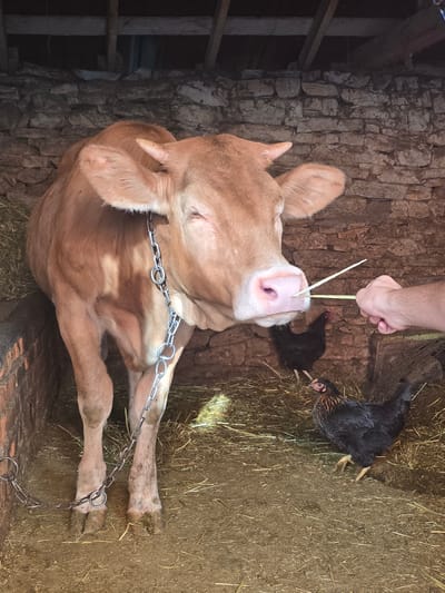 In a dimly lit barn with stone walls and a wooden ceiling, a light brown cow stands on a bed of straw. The cow is tethered by a metal chain around its neck. A person's hand is visible on the right side of the frame, holding two thin sticks near the cow's nose, which it appears to be sniffing. Two black chickens are present in the barn, one standing behind the cow and the other in the foreground. The environment suggests a rural setting in Oreshnik, Bulgaria.