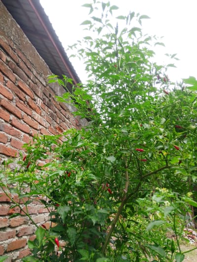 A chili pepper plant with green and red peppers is growing next to a brick wall and a metal roof. The scene is located in Reudeupbluek, Indonesia.