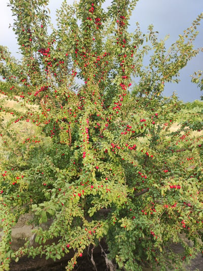 A tree laden with ripe red fruits, likely plums or cherries, stands prominently in a rural setting. The tree is full of green leaves, and the fruits are clustered along its branches. In the background, a dry, grassy hillside slopes upwards, and the sky is a muted blue with some cloud cover. The scene appears to be in a natural or agricultural area, suggesting a location like Pakhtachi, Uzbekistan, known for its fruit cultivation. There are no people or animals visible in the image.