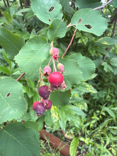 This media file is a close-up, eye-level, outdoor photograph of a branch of a plant with developing berries and green leaves. The subjects are the cluster of berries and the surrounding foliage. The berries are in various stages of ripeness, ranging from light pink and green to deep purple. Some of the leaves show signs of damage, with small holes and ragged edges.

The photograph appears to have been taken during daylight hours, with natural lighting illuminating the scene. There are no discernible weather cues, but the lush green of the leaves suggests a favorable growing season, possibly late spring or summer. The location context is Petukhi, Russia, which implies a temperate climate and likely a natural outdoor setting such as a garden, forest edge, or park.

The focus is sharp on the berries and leaves in the foreground, while the background is softly blurred, creating a shallow depth of field that draws attention to the central subjects. The overall mood is one of natural observation, highlighting the detail and texture of the plant life. No people, text, or specific events are visible.