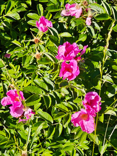 A close-up, overhead shot captures a cluster of vibrant pink roses blooming amongst lush green foliage. The roses exhibit ruffled petals and prominent stamens in shades of yellow and orange at their centers. Several withered rose hips, brown and dried, are also visible amongst the leaves, suggesting the season is past its peak bloom. The surrounding leaves are deeply veined and possess a glossy sheen, indicative of good health and ample sunlight. The background is filled with the dense green of the plant, with areas of shadow suggesting the depth of the bush. The overall impression is one of natural beauty and the cycle of life within a garden or wild growth. No people or man-made structures are visible.