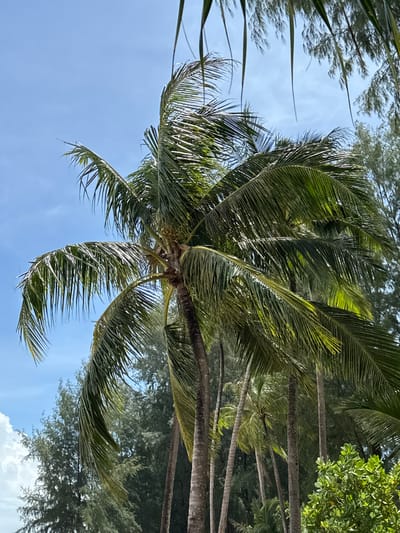 The image shows a close-up of palm trees against a blue sky in Ban Khuk Khak, Thailand. The main subject is a large palm tree in the foreground, with its fronds extending across the frame and appearing to be in motion, possibly due to wind. Behind this palm tree, several other palm trees and a dense cluster of green foliage are visible. The background features a bright blue sky with some wispy clouds. The lighting suggests it is daytime. The scene appears to be a tropical environment, consistent with the location. There are no people or animals present in the image.