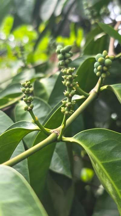 The image, taken in Pante Aree, Indonesia, shows a close-up of a green plant. The plant has smooth, ovate leaves and green stems. Several clusters of small, round green fruits are visible along the stems. The background is blurred, suggesting a shallow depth of field. The lighting appears to be natural daylight. No people are visible.