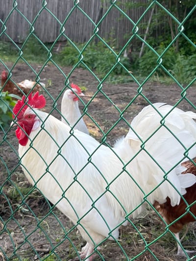 The image captures a scene within a chicken enclosure, viewed through a green wire mesh fence. The fence dominates the foreground, creating a diamond pattern across the entire frame. Two large, white-feathered chickens are the primary subjects, both featuring prominent red combs and wattles, suggesting they are roosters. One rooster is positioned closer to the viewer, its head, comb, and eye clearly visible through the fence. Another white chicken is partly visible behind the first. Portions of brown-feathered chickens can also be seen in the background and to the sides, blending with the ground.
The ground inside the enclosure is a mix of dirt and sparse green vegetation. In the background, there's more greenery and a dark wooden structure, likely a shed or part of a larger building. The scene is well-lit, indicating it is daytime with clear weather. The chickens appear to be standing or possibly foraging on the ground. There are no discernible emotions displayed by the animals. No text is visible in the image. The setting is a rural or semi-rural environment, specifically a chicken coop or run located in Новая Тура, Russia.