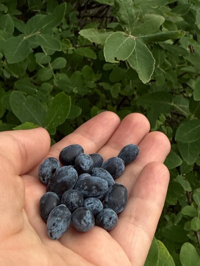 A hand holds a cluster of dark blue berries against a backdrop of green foliage. The berries are oval-shaped with a powdery bloom and vary slightly in size and color saturation. The hand is lightly tanned and appears to be that of an adult. The foliage is lush and dense, suggesting an outdoor setting in a natural environment. The location is identified as Zykova, Russia.