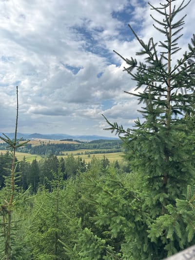 The image shows a landscape view from a high vantage point, likely overlooking the town of Chełmsko Śląskie, Poland. In the foreground, dense evergreen trees, primarily fir or spruce, dominate the view, with their branches extending into the frame. The trees are lush green and appear healthy. Beyond the immediate trees, a rolling landscape unfolds, characterized by fields of varying shades of green and gold, suggesting agriculture. Patches of darker green indicate further forested areas. In the distance, a series of hills or mountains recede into a hazy blue horizon. The sky above is filled with a dynamic mix of white, fluffy cumulus clouds against a pale blue background, indicating fair weather with some cloud cover. There are no people or structures immediately visible in the scene, making it a natural landscape photograph. The overall impression is one of a serene and expansive rural or mountainous environment.