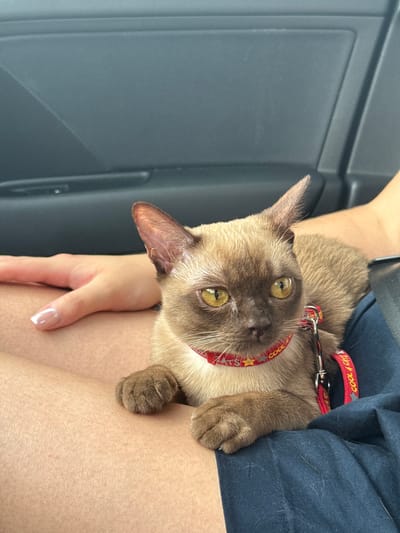 A light brown cat with yellow eyes is sitting on a person's lap in a car. The cat is wearing a red collar with stars and the words "COOL CATS" on it. The person's hand is resting on the cat. The background shows the interior of a car door. The image appears to have been taken in the city of Hahn, Germany, judging by the context of the provided information.