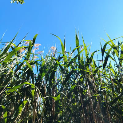 The image depicts a low-angle view of tall green reeds against a clear blue sky. Some dried seed heads of the reeds are visible among the green foliage. A few scattered green leaves from a tree are visible in the upper left corner of the image. The scene appears to be a natural setting, possibly a riverside or marshland. There is no indication of any specific location within the city of Vecslabada, Latvia, in the image itself. The image is a still, outdoor photograph with no visible people or animals, and no discernible action or interaction. The environment is characterized by dense vegetation and a bright, cloudless sky.