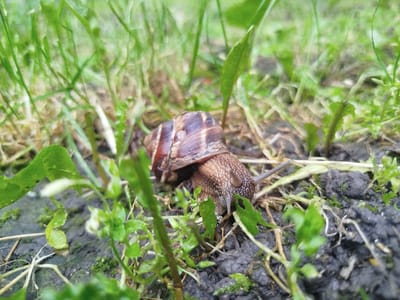 A brown-shelled land snail is captured in a low-angle, close-up photograph in Meshtitsa, Bulgaria. The snail, with a distinctly patterned shell featuring dark brown stripes on a lighter brown base, is positioned on dark, damp soil in the lower-right quadrant of the frame. Its anterior body, including extended eyestalks, is visible, oriented towards the lower-center where it appears to be moving over small, bright green leafy plants and blades of grass. The immediate ground consists of moist, dark earth with a scattering of green vegetation, including small plants and individual grass stalks. The background is rendered in soft focus, showing a dense expanse of green foliage. No human subjects or artificial objects are present in the natural outdoor setting.