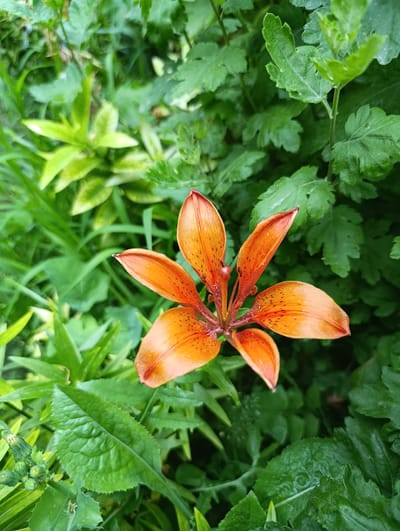 This is a close-up, eye-level, vertical shot of an orange lily in full bloom. The lily has six petals, each a vibrant orange with dark speckles and a slightly curled edge. The center of the flower reveals its stamen and pistil, appearing as delicate, darker orange structures. The flower is surrounded by lush green foliage, creating a natural, garden setting. The leaves vary in shape and texture, with some being broad and deeply lobed, while others are long and slender. The lighting suggests it is daytime, with soft illumination highlighting the flower's details and the textures of the leaves. There are no people, visible text, or specific indicators of weather conditions. The scene conveys a sense of natural beauty and the tranquility of a garden. The location context provided is Бәйтерек, Kazakhstan.