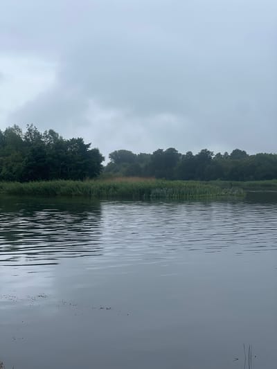 The image depicts a tranquil body of water in Skirvytė, Lithuania, under an overcast sky. The water's surface is disturbed by gentle ripples, reflecting the muted light. Along the far bank, dense green foliage forms a natural barrier, with taller trees forming a darker, more distant line against the horizon. Closer to the water's edge, reeds and other marsh vegetation create a textured band of green. The overall atmosphere is serene and natural, suggesting a quiet, undeveloped landscape. There are no people or visible man-made structures in the frame.