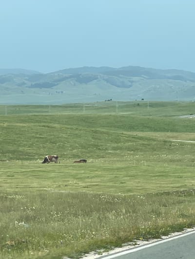 The image displays a vast, rolling green landscape under a clear blue sky. The terrain suggests a rural or mountainous region, with layered hills fading into the distance on the left side of the frame. The foreground is dominated by a lush, green field dotted with small white wildflowers, indicating a natural setting.
On the field, two cows are visible. One cow is brown and white and appears to be grazing. Another, darker animal, possibly a calf or another cow, is standing further away. The presence of these animals suggests a pastoral environment.
To the right of the field, a paved road or pathway runs along the edge, bordered by a stone embankment and more wildflowers. This road hints at human presence and infrastructure within the natural landscape.
The lighting suggests daytime, with the sun illuminating the scene, casting no distinct shadows that would indicate a specific time of day. The weather appears fair and clear. The overall mood is serene and peaceful, characteristic of a rural countryside. There is no visible text in the image. The location context provided is Razvršje, Montenegro.