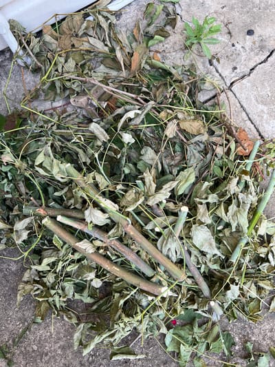 A pile of dried leaves and cut branches lies on a cracked concrete surface next to a white building. The branches are green and appear freshly cut, with visible wood grain. The leaves are mostly brown and brittle, indicating they are from a previous season. A small green sprout is growing from a crack in the concrete. The scene is outdoors, likely in a residential area. The location is specified as Tashelka, Russia.