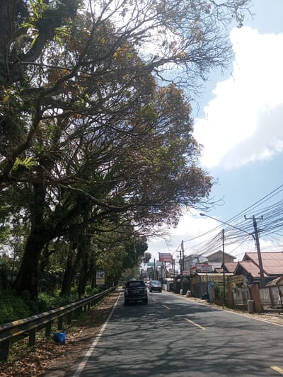 A street scene in Kioumaknao 2, Laos. The street has a black SUV with license plate P 1147 GK driving away, a silver car further up, various power lines, and large trees on either side. The tree on the left has large ferns growing from it. A metal railing runs alongside the road and is broken up by occasional gaps. Various signs are on the buildings and street and show words such as Alfamart, Canon, Fotocopy Family, and SMK/AKP. The scene is taken on a partly sunny day. There are leaves on the ground, and a blue bag sits next to the road on the left.