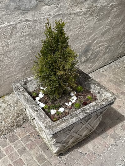 The image displays an outdoor scene in Častá, Slovakia, centered on a square, weathered concrete planter. The planter is light gray with a distinct basket-weave pattern molded into its exterior sides, showing signs of age and some surface wear.
Inside the planter, dark soil supports a small, dense coniferous shrub, likely a juniper or cypress variety, positioned towards the left. Alongside this main plant, several small, light green succulent plants (possibly Sempervivum or Sedum) are scattered, interspersed with numerous white seashells used as decorative elements on the soil.
The planter rests on a paved surface. To its left, the ground consists of a textured, light gray concrete or stone surface with linear grooves. To the right, the paving transitions to a pattern of tightly laid square-cut cobblestones or pavers, with small gravel pieces scattered on top.
The scene is brightly lit by natural sunlight, casting sharp shadows that stretch across the paved surfaces and the planter itself, indicating it is daytime, likely mid-morning or afternoon, with clear weather. There are no people or visible text in the image. The arrangement suggests a decorative element in a public or private outdoor area.