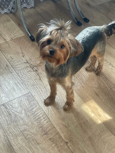 A Yorkshire Terrier dog stands on a light wood-grain floor. The dog is facing the camera with its head slightly tilted. It has tan fur on its face and paws, and gray and tan fur on its body. The dog's tail is bushy and dark gray, and its ears are floppy. A white lace trim is visible on the left side of the image, attached to an unseen object. Sunlight casts a bright rectangular shadow on the floor to the right of the dog.