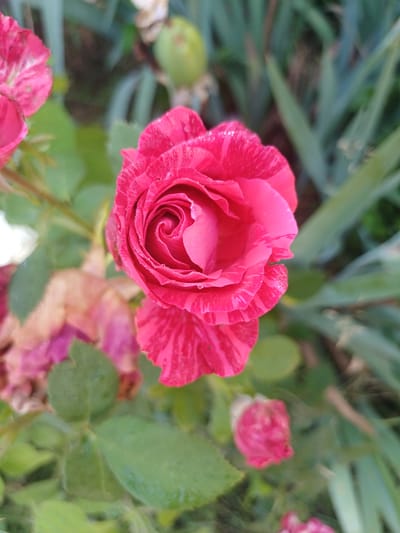 A close-up, slightly blurred, top-down shot captures a vibrant pink and white striped rose in full bloom, its petals still glistening with dew drops. The rose is the central focus, with its tightly coiled center and delicately unfurling outer petals. To the left of the main rose, another pink flower, out of focus, is partially visible. Below the primary rose, a small, unopened pink bud is present. In the background, out-of-focus green foliage and dried, pinkish flower remnants create a natural, garden setting. The lighting suggests an outdoor scene, possibly during daylight hours. There are no people or specific urban elements visible. The image does not provide any information to suggest it was taken in the city of Trypillia, Ukraine.