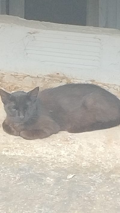 A black cat is lying down on a textured, light-colored surface, possibly concrete. The cat is curled up, with its paws tucked underneath its body and its head resting forward. Its fur appears dark and possibly matted. The background is blurred, but suggests an outdoor environment with a textured wall or structure behind the cat, and a horizontal striped pattern visible on this surface. The overall lighting is subdued. The scene is likely situated in Νέα Κερασιά, Greece, given the context provided.