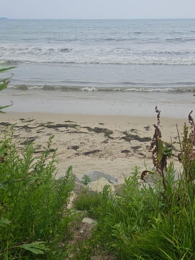 The image depicts a serene beach scene in Fokino, Russia. The foreground is dominated by lush green vegetation, with some dry stalks and leaves adding texture. The sand is sparsely covered with seaweed. In the midground, the sand transitions to the gentle lapping waves of the ocean. The water is a muted blue-gray, with several layers of waves creating white foam as they approach the shore. The horizon is a soft, hazy line where the sea meets the sky, which is overcast with a pale, uniform gray. No people are visible in the frame.