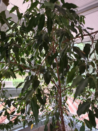 A ficus tree with dark green leaves and a brown trunk is indoors, positioned in front of a window. The window offers a view of an outdoor patio with a red and white striped tile pattern. Beyond the patio, there is greenery and a glimpse of a wooden bench. The ceiling above the window appears to be white and possibly made of corrugated material.